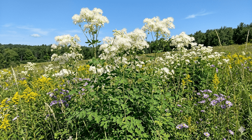 Tall Meadow Rue